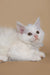 White Maine Coon kitten with bright eyes happily lounging around