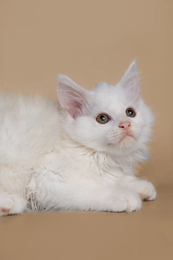 White Maine Coon kitten with bright eyes happily lounging around
