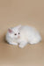 Fluffy white Maine Coon kitten named Dakota with cute pink ears and nose