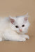 Adorable White Maine Coon Kitten with bright eyes and fluffy fur named Dakota