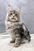 Gray tabby Maine Coon kitten named Dakota, known for its playful and fluffy charm