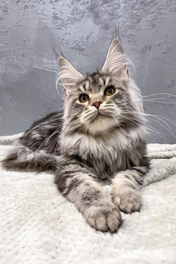 Gray tabby Maine Coon cat named Dakota in a cozy setting, perfect as a kitten friend