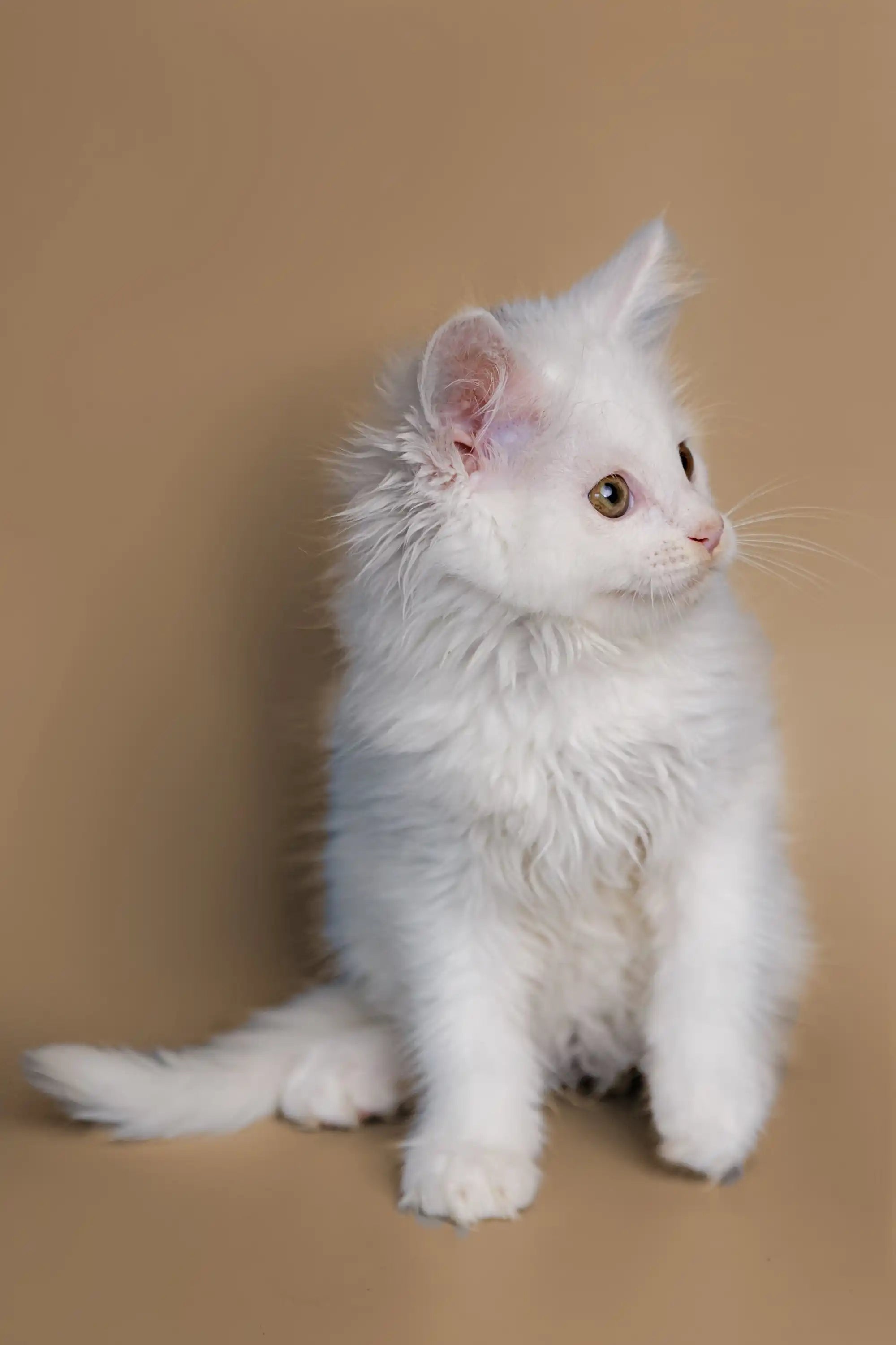 Maine Coon Kittens and Cats for Sale Dakota | Kitten