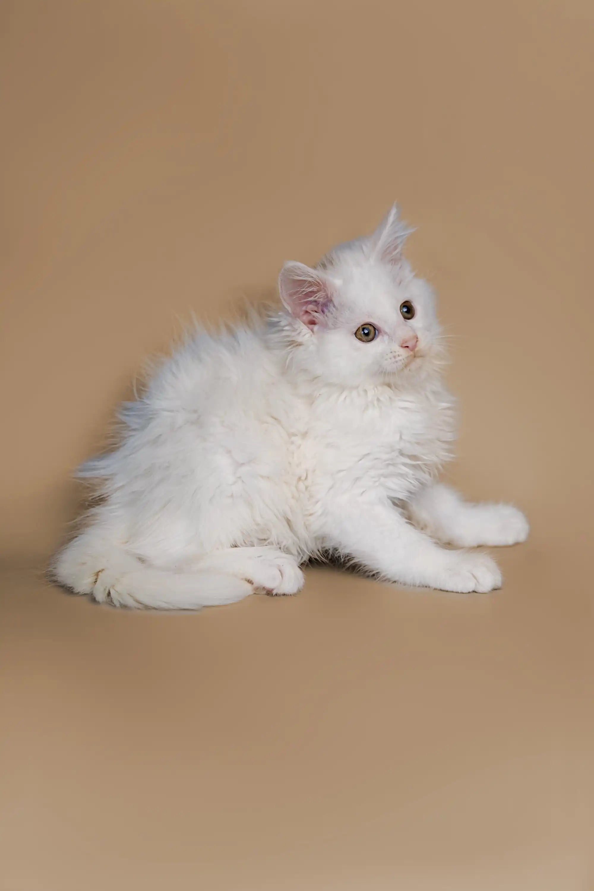Maine Coon Kittens and Cats for Sale Dakota | Kitten