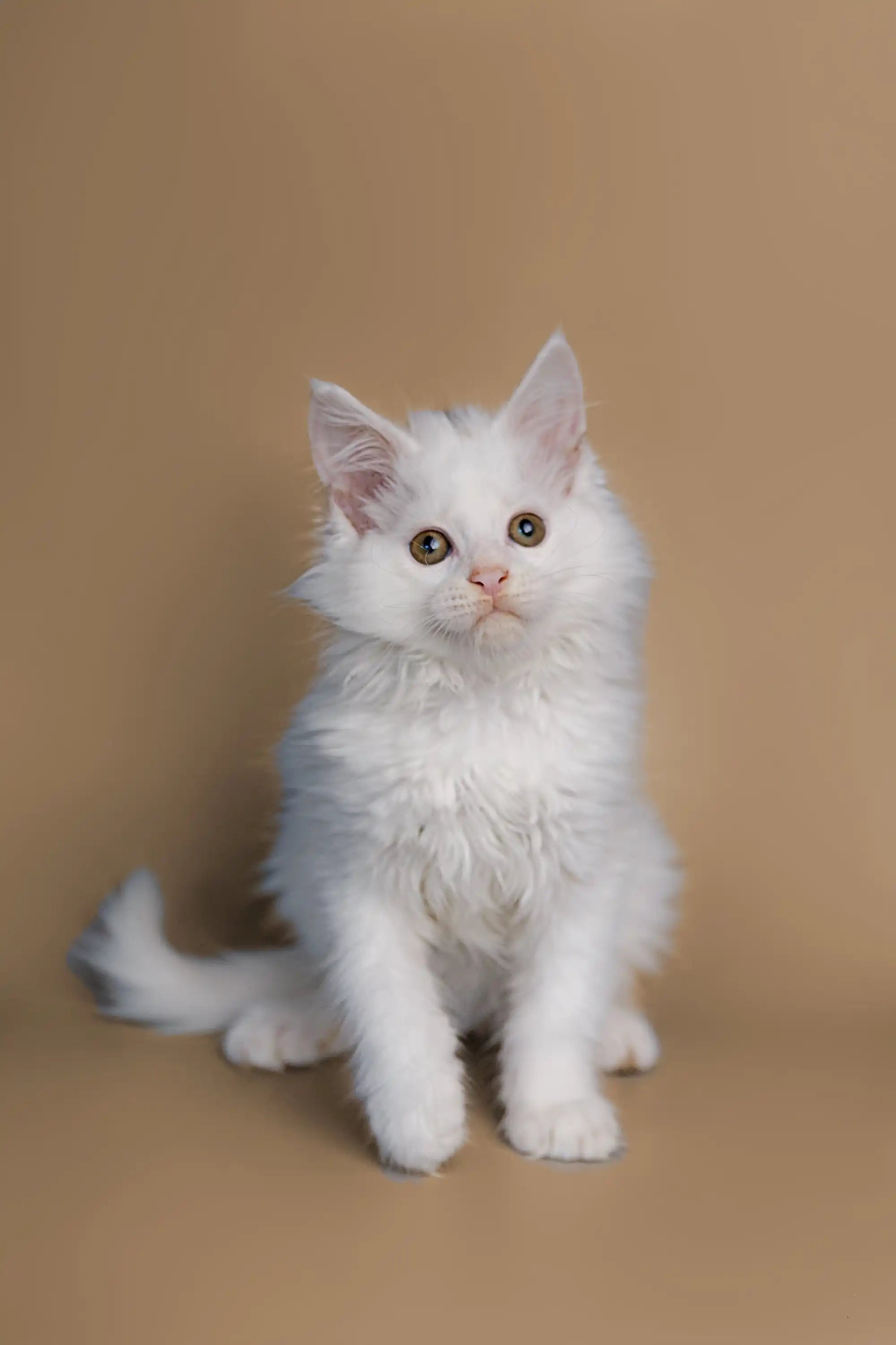 Maine Coon Kittens for Sale Dakota | Kitten