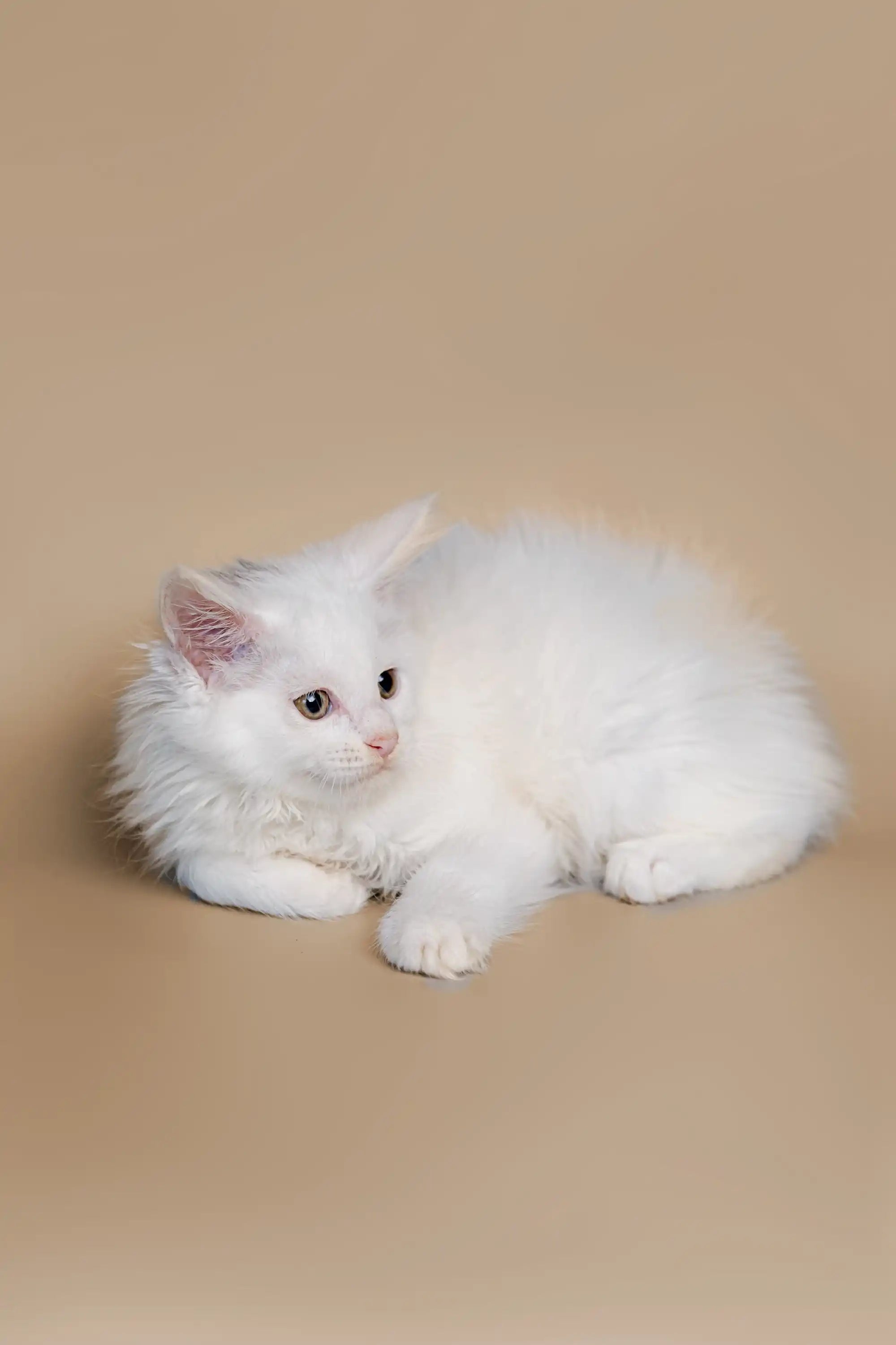 Maine Coon Kittens for Sale Dakota | Kitten