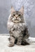 Majestic silver tabby Maine Coon cat Dakota in a cozy nap, looking adorable