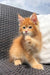 Fluffy orange Maine Coon kitten named Dallas lounging on a woven chair