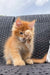 Fluffy orange Maine Coon kitten Dallas sitting adorably on a woven surface