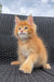 Fluffy orange Maine Coon kitten named Dallas with bright eyes sitting upright