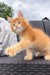 Fluffy orange Dallas Maine Coon kitten with bright eyes and outstretched paw