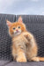 Adorable Dallas Maine Coon kitten on woven surface with paw raised in playful pose