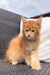 Fluffy Orange Maine Coon Kitten Dallas with alert eyes on a woven surface