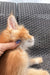 Fluffy orange Maine Coon kitten Dallas getting petted on the chin with love