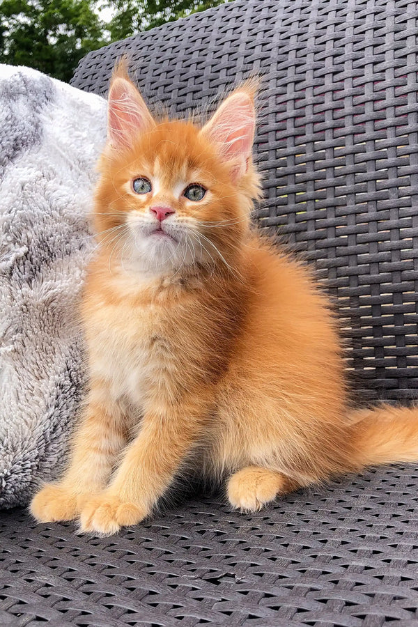 Adorable Dallas Maine Coon kitten with fluffy orange fur and bright eyes