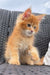 Adorable Dallas Maine Coon kitten with fluffy orange fur on a woven chair