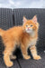 Fluffy orange Dallas Maine Coon kitten with bright eyes on woven furniture