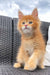 Fluffy orange Maine Coon kitten Dallas sitting on wicker furniture with bright eyes