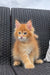 Fluffy orange Maine Coon kitten named Dallas sitting on a woven chair