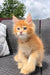 Cute orange tabby kitten on wicker furniture, perfect for Dallas Maine Coon lovers