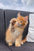 Adorable Dallas Maine Coon kitten with paw raised sitting on a wicker couch