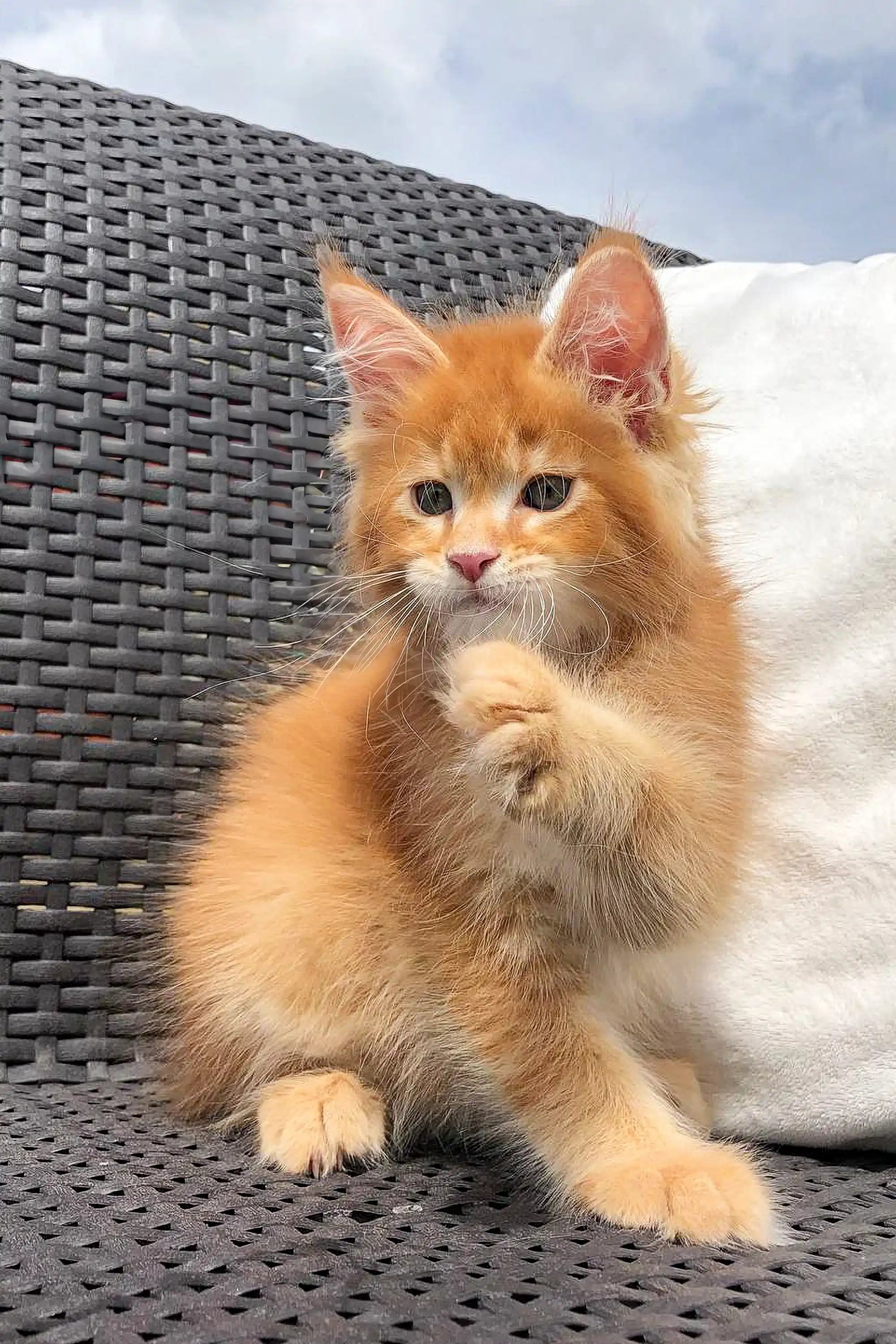 Maine Coon Kittens for Sale Dallas | Kitten