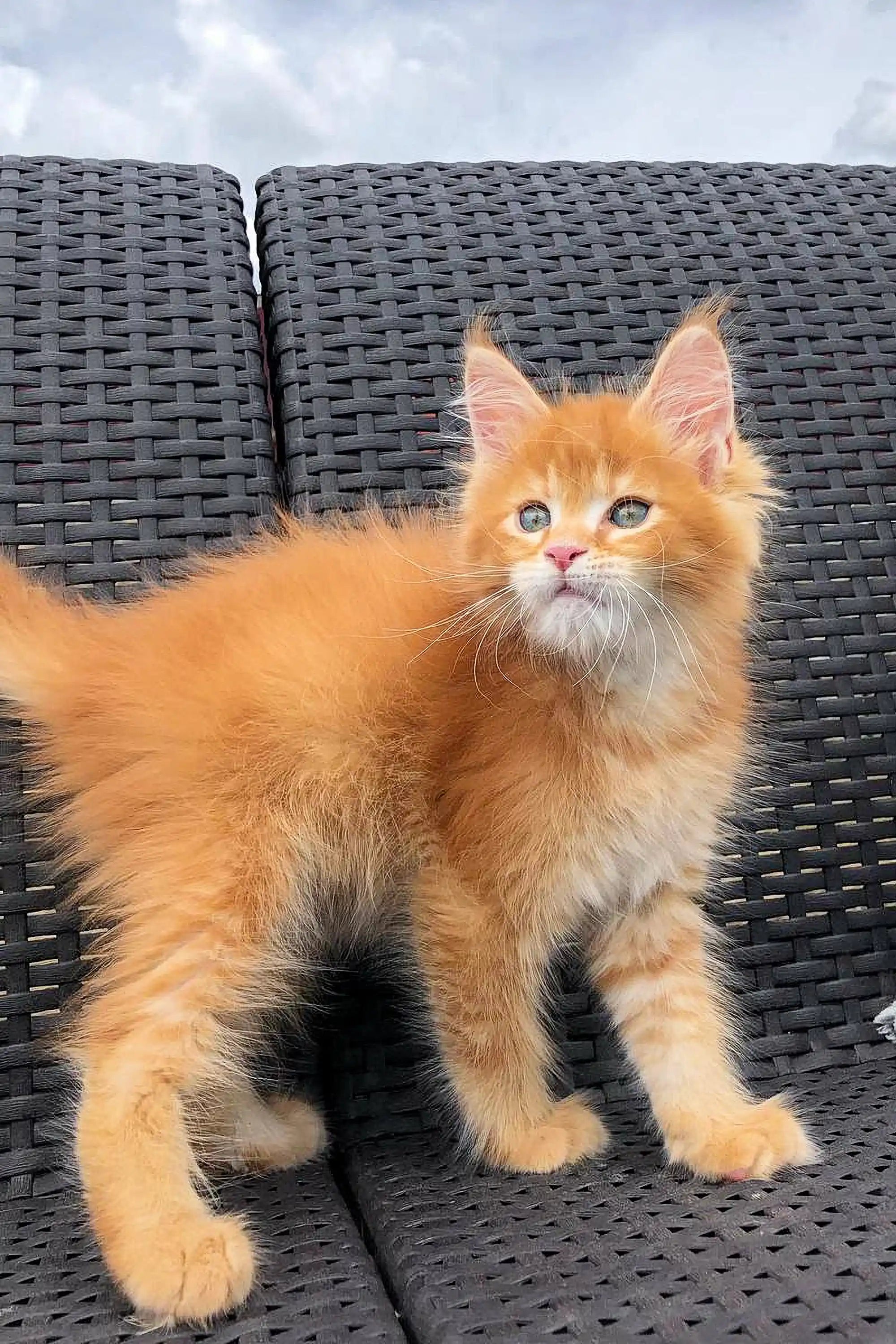 Maine Coon Kittens for Sale Dallas | Kitten