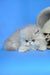Dallas | persian kitten