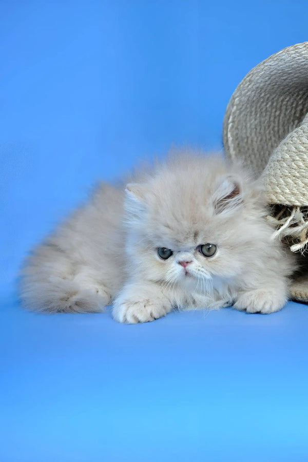 Dallas | persian kitten