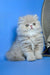 Dallas | persian kitten