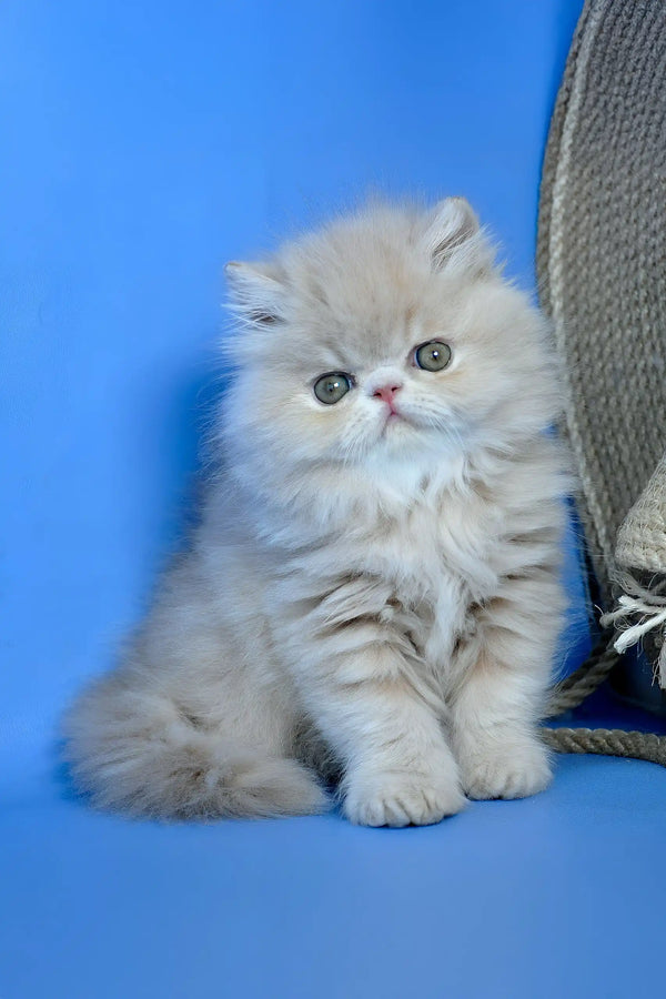 Dallas | persian kitten
