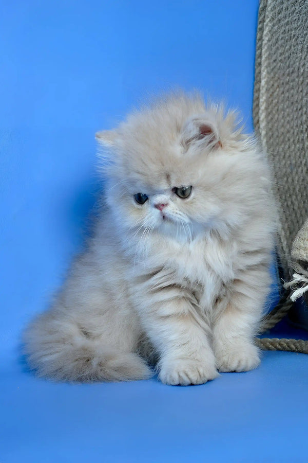 Dallas | persian kitten