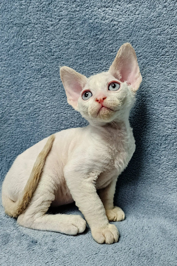 Pale Devon Rex kitten named Damian, perfect for cuddles and companionship
