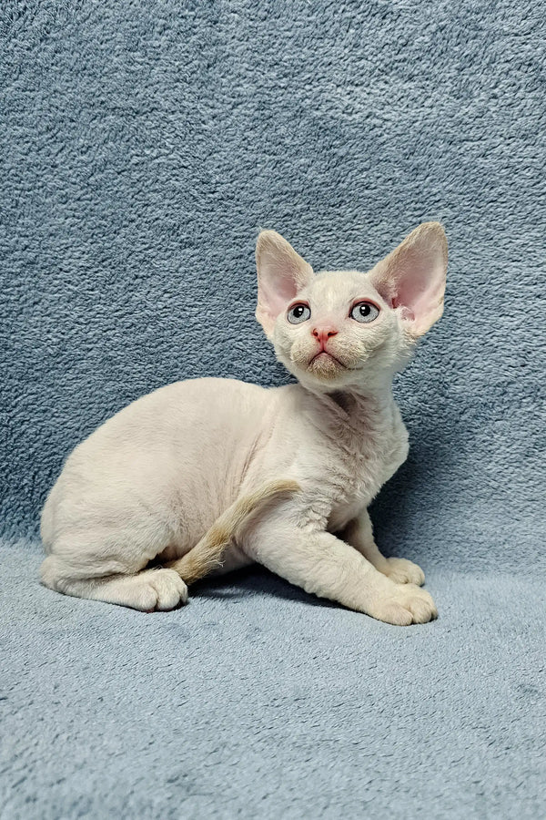 Pale Devon Rex kitten from the Damian collection, cute and fluffy for pet lovers