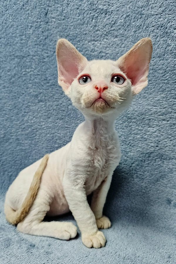 Cute White Devon Rex cat from the Damian Devon Rex Kitten product line