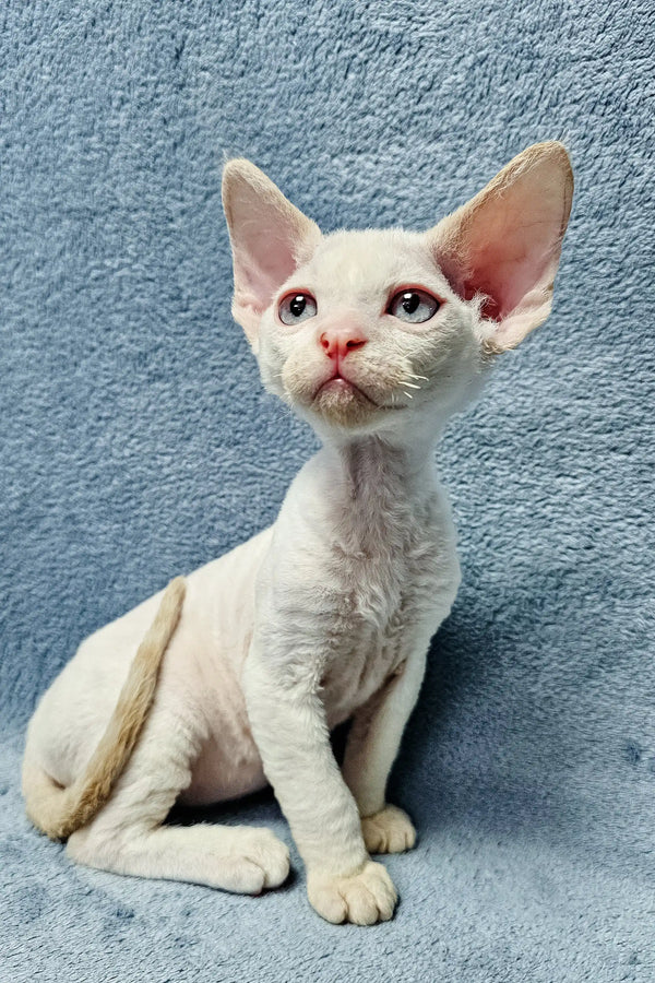 Cute White Devon Rex kitten named Damian in a cozy setting. Perfect pet companion!