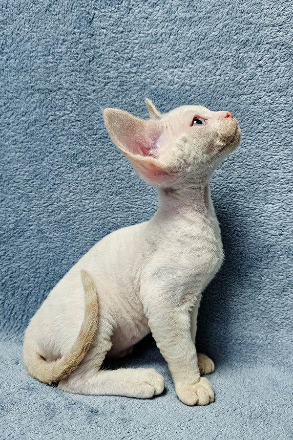 White Cornish Rex kitten in the Damian Devon Rex Kitten product display