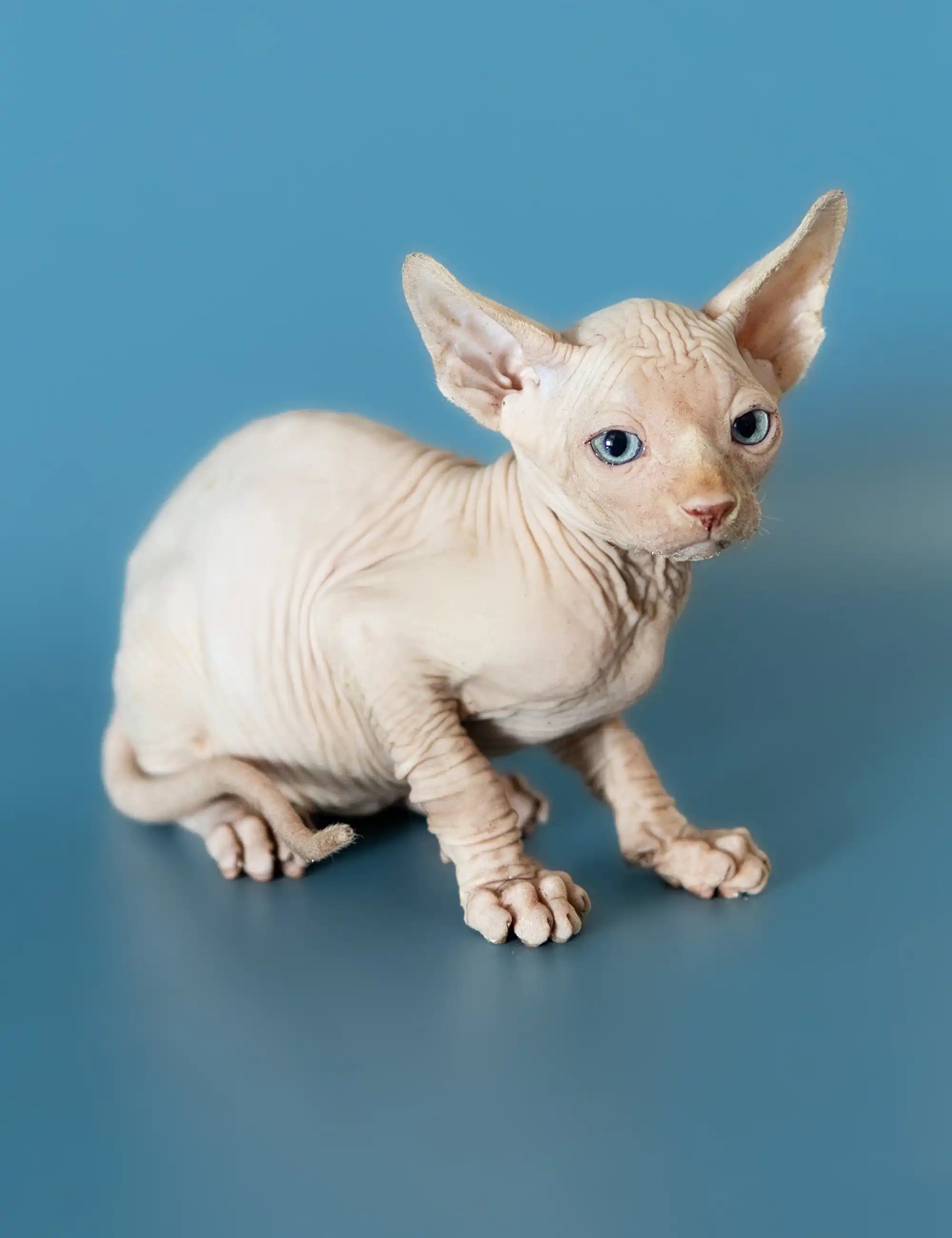 Hairless Sphynx Cats for Sale Damon | Canadian Kitten