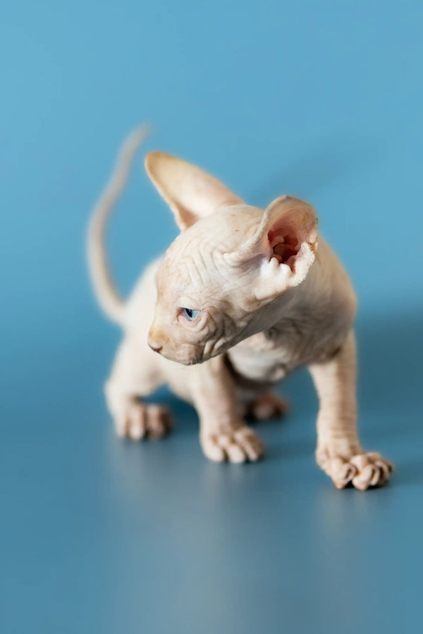 Adorable Canadian Sphynx kitten with wrinkled skin and stunning blue eyes