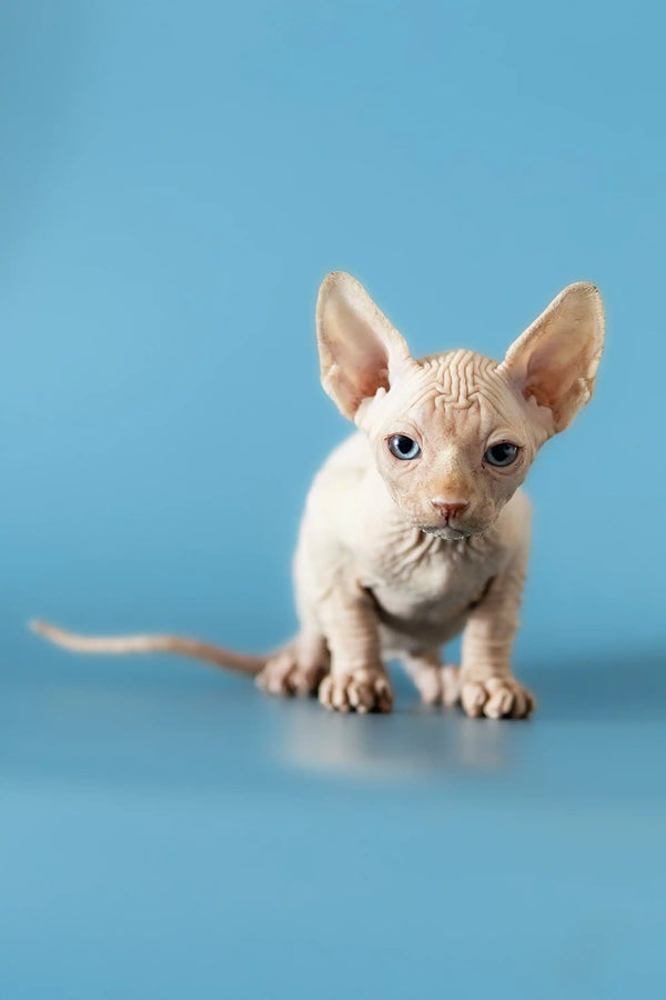 Adorable Canadian Sphynx kitten Damon with big ears and wrinkled skin