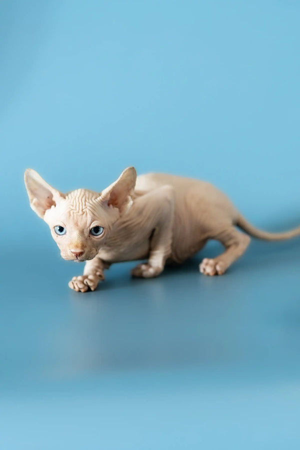 Adorable Canadian Sphynx kitten with wrinkled skin and big ears ready to play