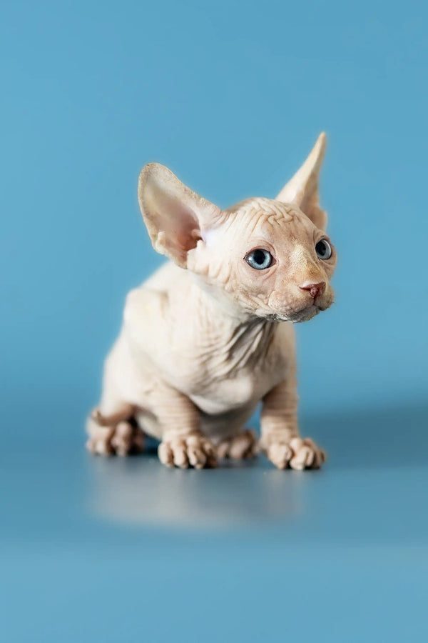 Adorable Hairless Sphynx kitten with wrinkled skin, perfect Canadian Sphynx pet
