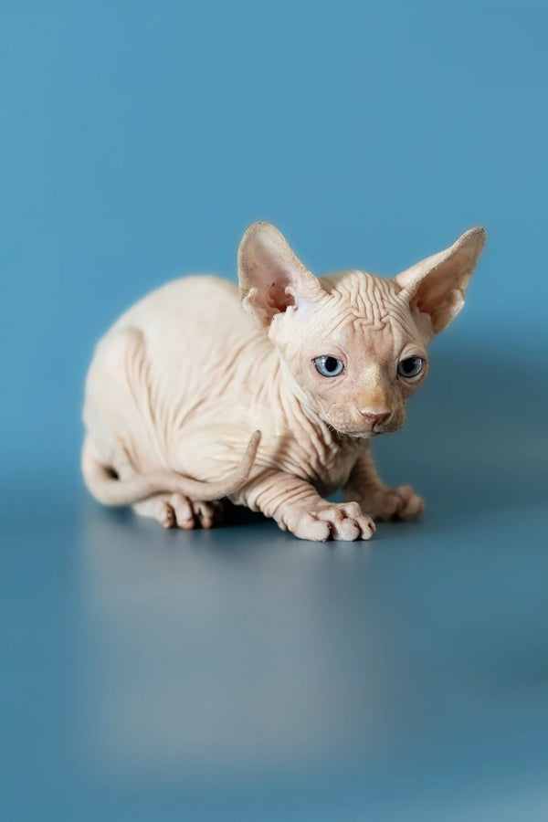 Adorable Canadian Sphynx kitten with wrinkled pink skin and big ears