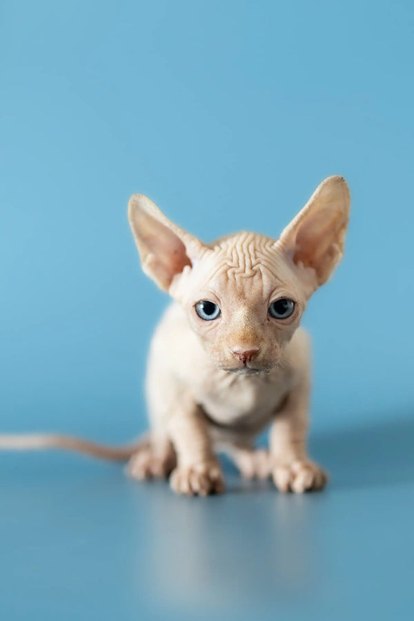 Hairless Canadian Sphynx kitten with big ears and cute wrinkled skin for sale