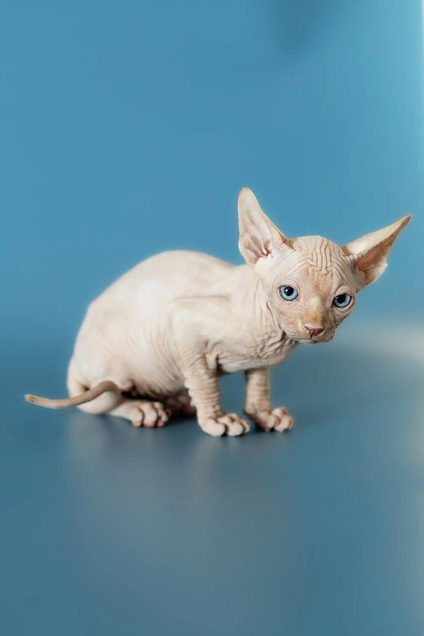 Cute Hairless Sphynx kitten with wrinkled skin, perfect for any Canadian Sphynx lover