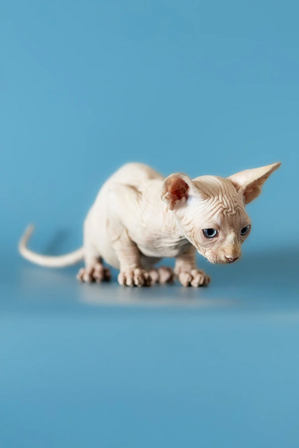 Cute Canadian Sphynx kitten with wrinkled skin and big ears ready for a loving home