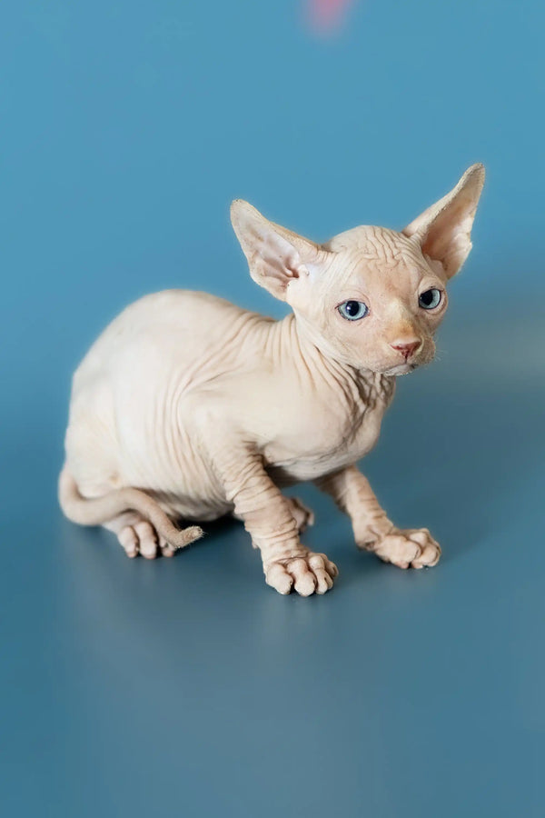 Hairless Canadian Sphynx kitten with wrinkled skin and big ears, perfect for loving homes