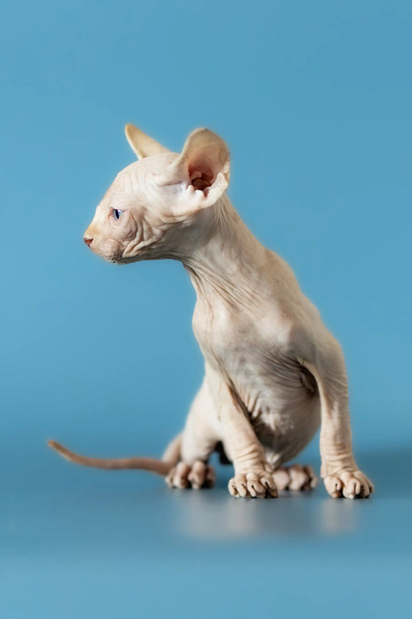 Hairless Sphynx kitten with alert face, showcasing the charm of a Canadian Sphynx
