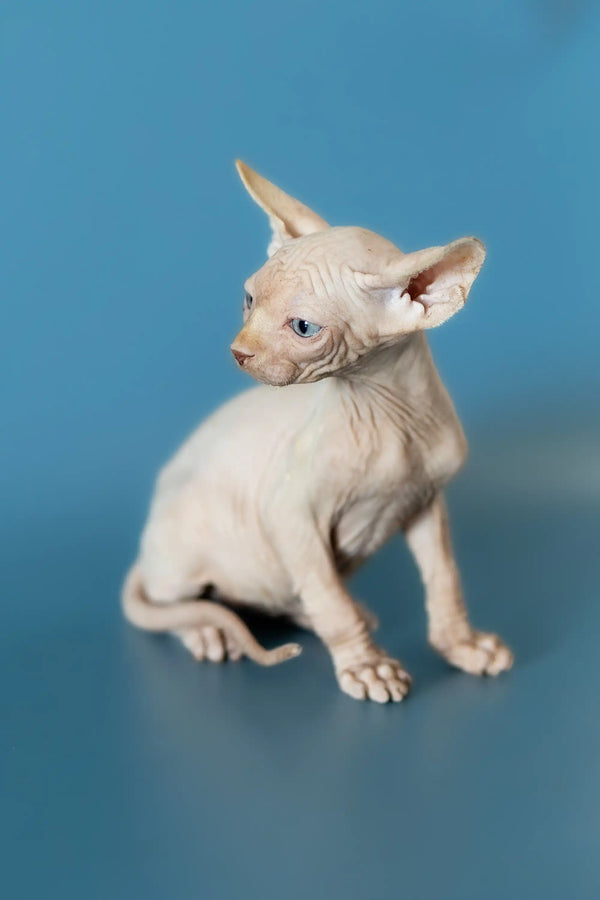 Hairless Canadian Sphynx kitten Damon sitting alert and curious, showcasing its breed charm