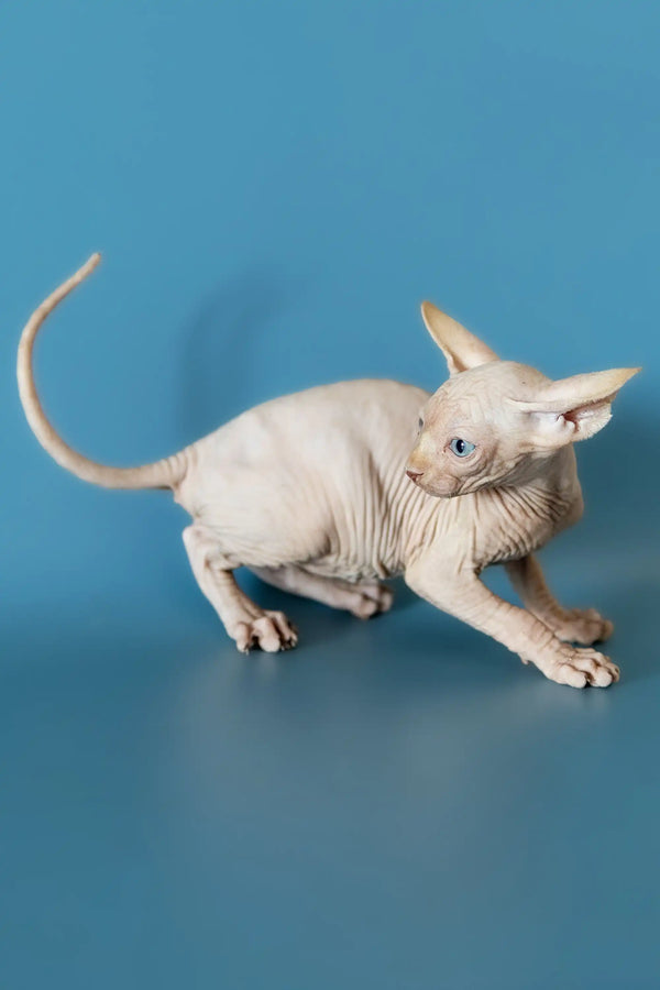 Playful Hairless Sphynx cat in a crouch, showcasing the cute Canadian Sphynx Kitten